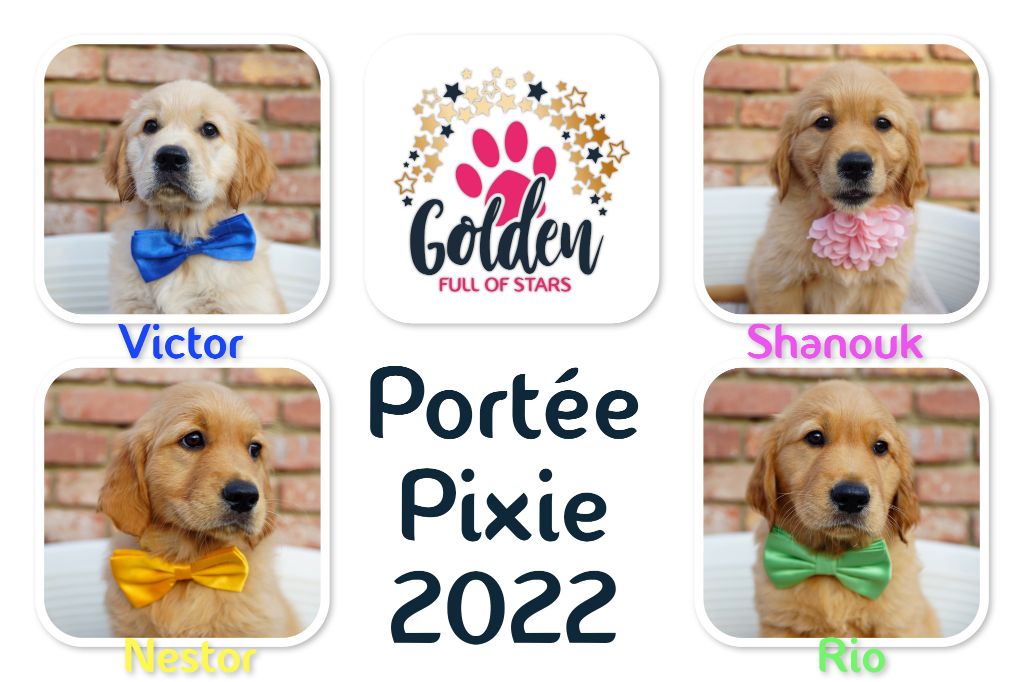 Portée Pixie juin 2022 Que sont-ils devenus ?