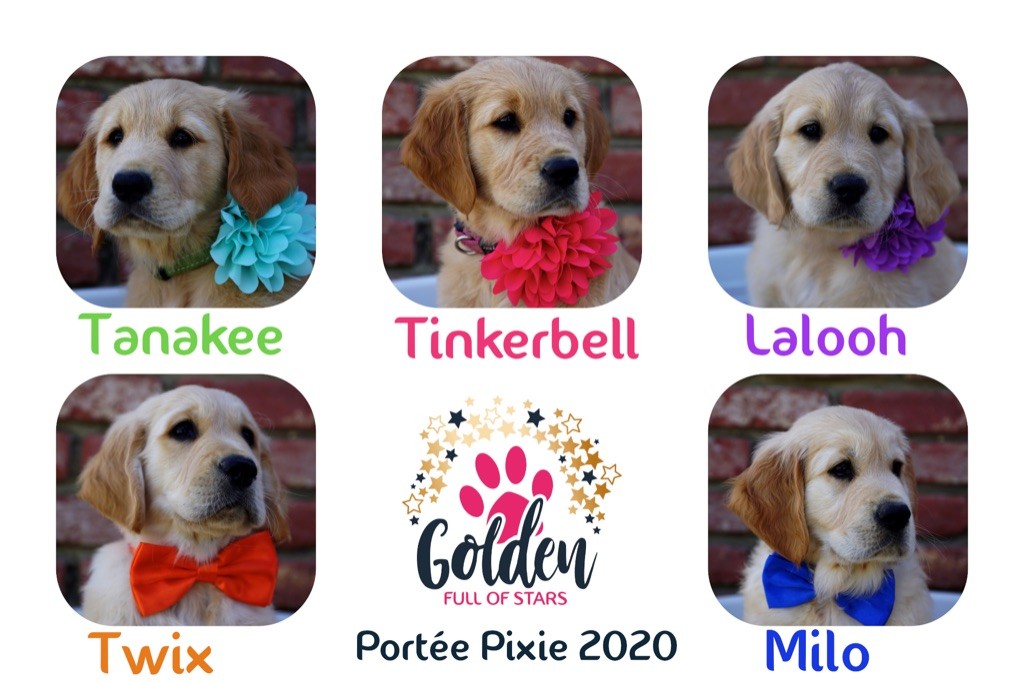 Portée Pixie 2020 Que sont-ils devenus ?