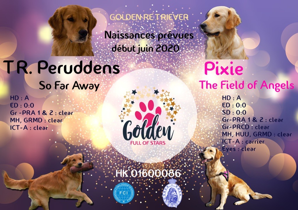 Portée Pixie juin 2020
