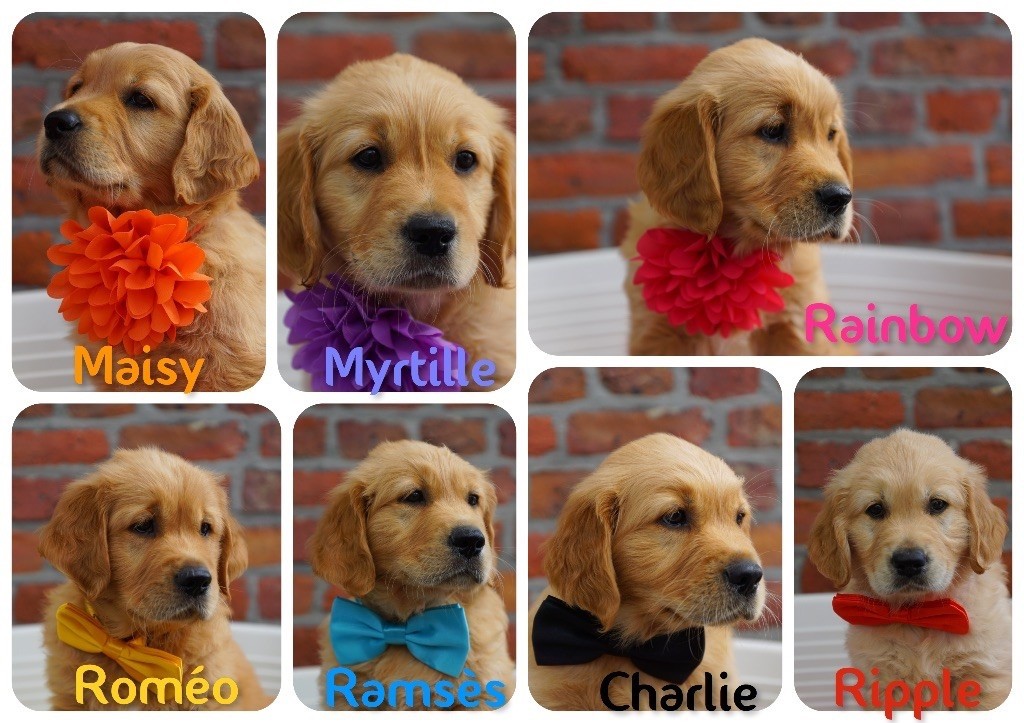 Portée Pixie 2018 Que sont-ils devenus ?