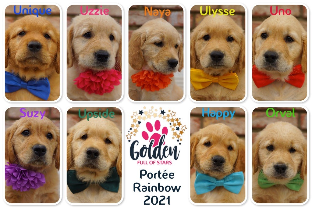 Portée Rainbow 2021 Que sont-ils devenus ?